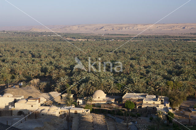 Bahariya Oasis