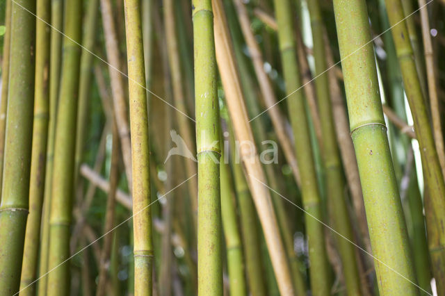 Bamboo (Bambusa spec.)