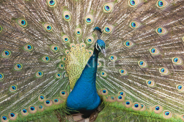 Blauwe pauw (Pavo cristatus)