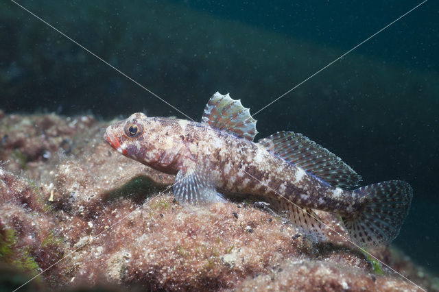 Bloedlip grondel (Gobius cruentatus)