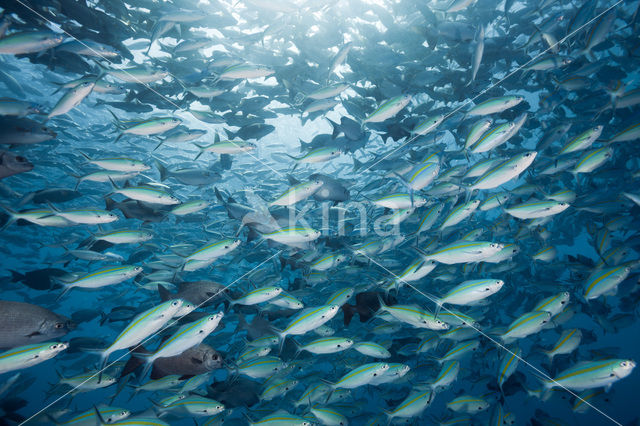 Blue seachub (Kyphosus cinerascens)