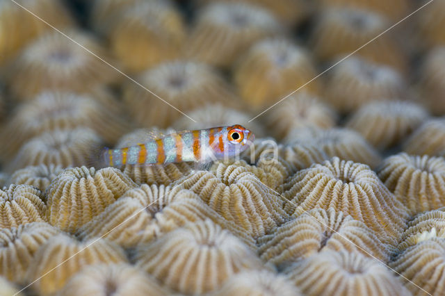 Candycane pygmy goby