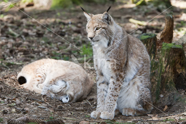 Euraziatische lynx (Lynx lynx)