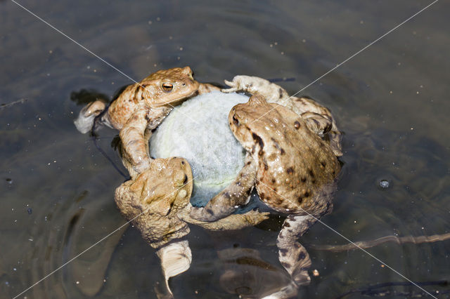 Gewone pad (Bufo bufo)