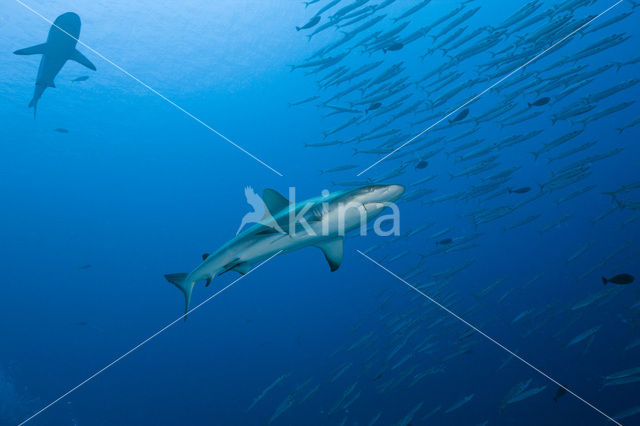 Grijze Rifhaai (Carcharhinus amblyrhynchos)