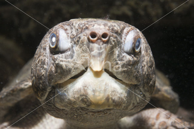 Big-headed turtle (Platysternon megacephalum)