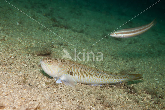 Grote pieterman (Trachinus draco)