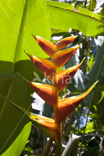 Heliconia spec