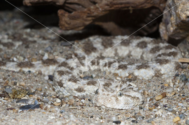 Horned viper (Cerastes cerastes)