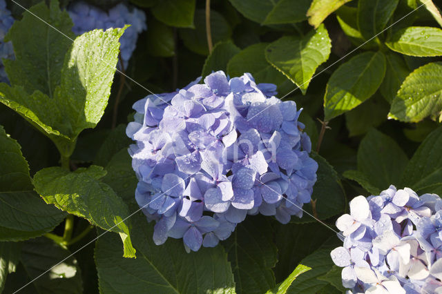 Hortensia (Hydrangea spec)