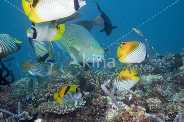 Neusbult papegaaivis (Scarus rubroviolaceus)