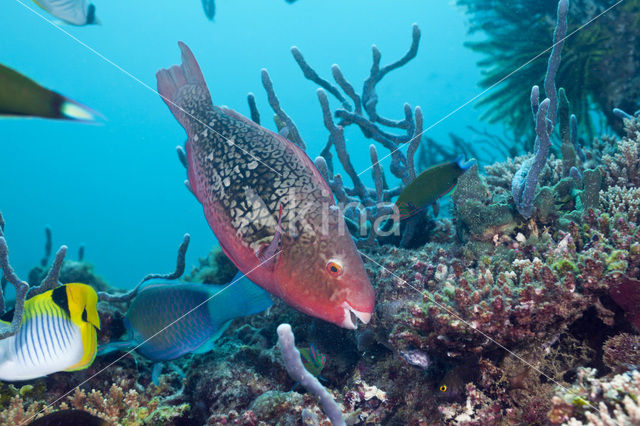 Neusbult papegaaivis (Scarus rubroviolaceus)