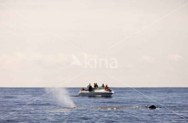 Potvis (Physeter macrocephalus)