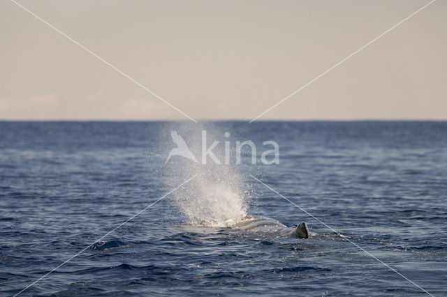 Potvis (Physeter macrocephalus)