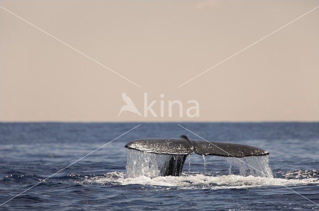 Potvis (Physeter macrocephalus)