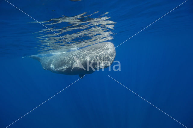 Potvis (Physeter macrocephalus)