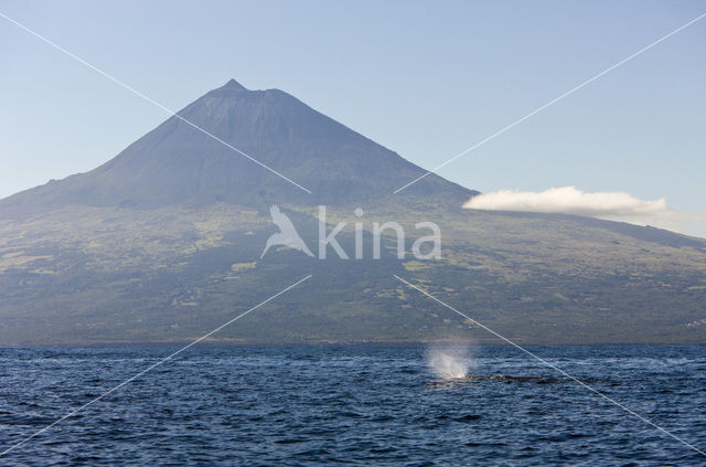 Potvis (Physeter macrocephalus)