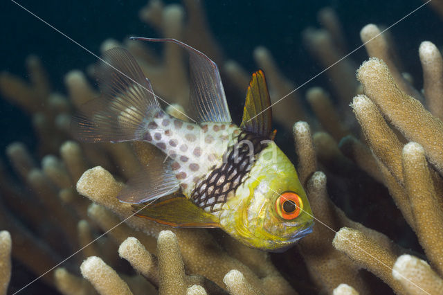 Pajama cardinalfish (Sphaeramia nematoptera)