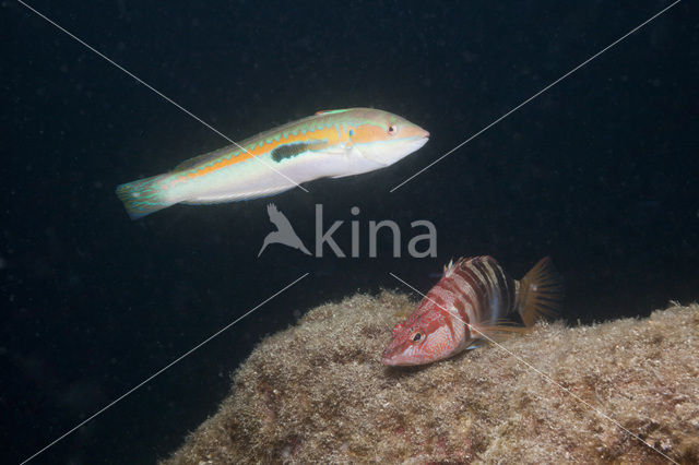 Mediterranean rainbow wrasse (Coris julis)