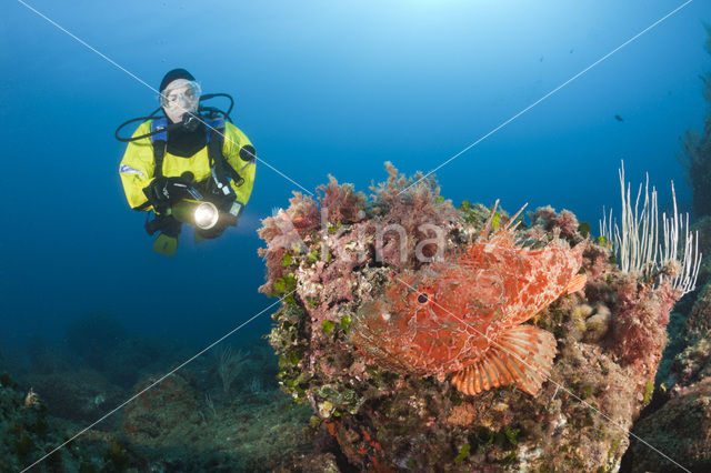 Largescaled scorpionfish