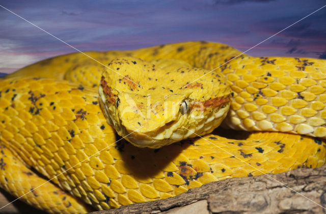 eyelash palm-pitviper