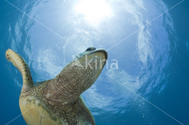 Soepschildpad (Chelonia mydas)