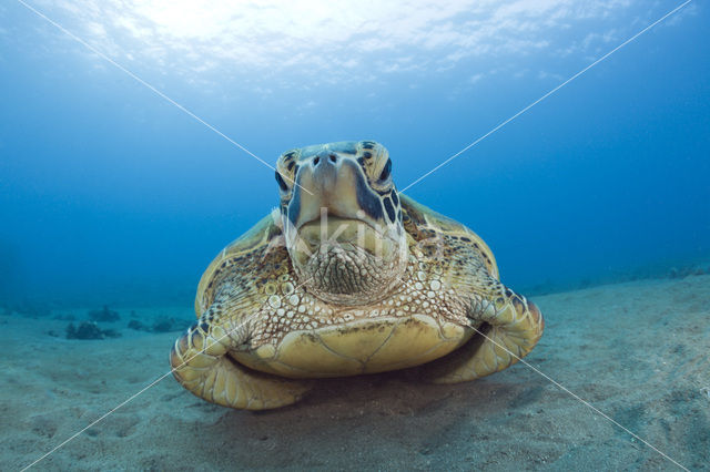 Soepschildpad (Chelonia mydas)