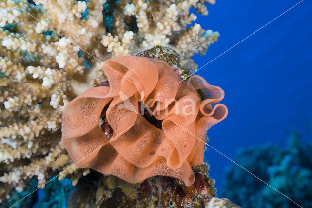 Spaanse danseres (Hexabranchus sanguineus)