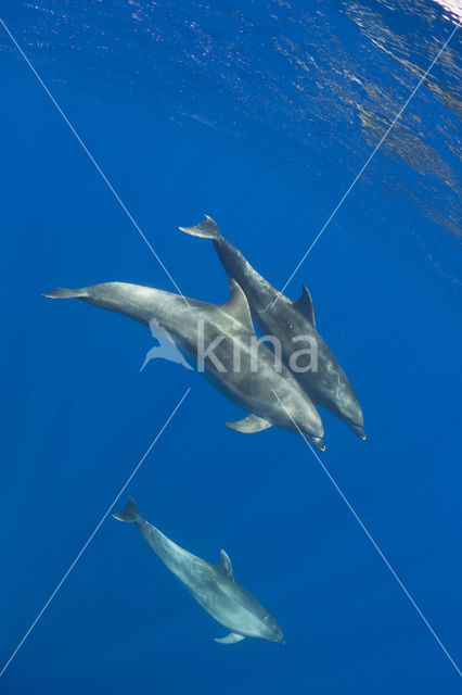 Tuimelaar (Tursiops truncatus)