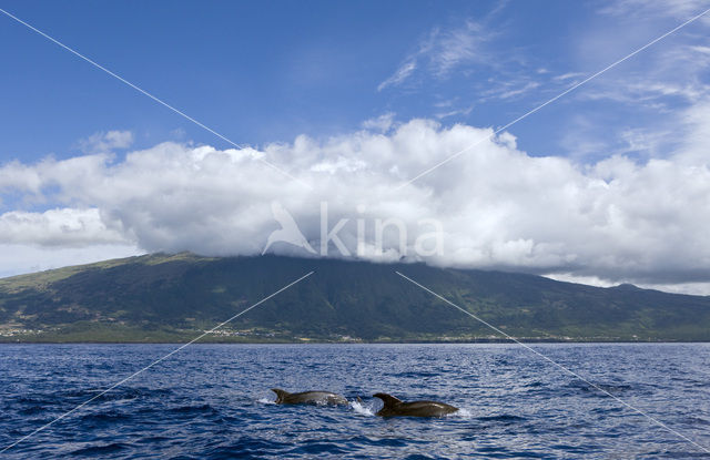 Bottlenose Dolphin (Tursiops truncatus)