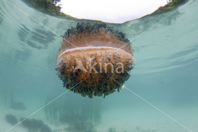 Upside Down Jellyfish (Cassiopea andromeda)