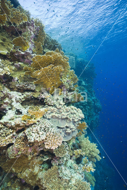 Vuurkoraal (Millepora dichotoma)