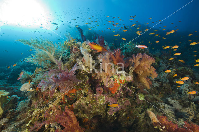 Soft coral (Dendronephthya)