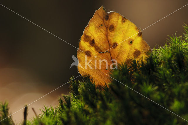 Beech (Fagus sylvatica)