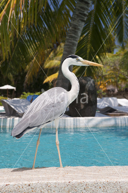 Grey Heron (Ardea cinerea)