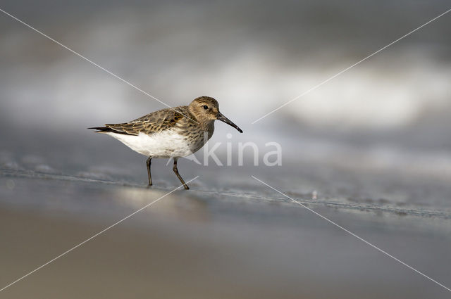 Bonte Strandloper (Calidris alpina)