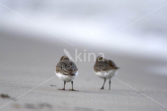 Bonte Strandloper (Calidris alpina)