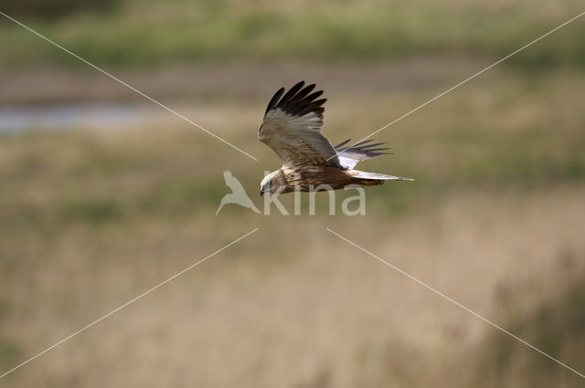 Bruine Kiekendief (Circus aeruginosus)