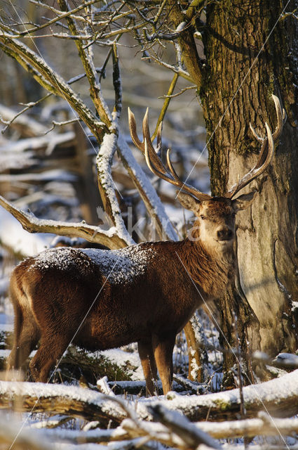 Edelhert (Cervus elaphus)