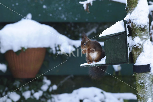 Eekhoorn (Sciurus vulgaris)