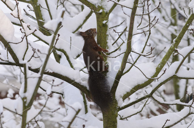 Eekhoorn (Sciurus vulgaris)