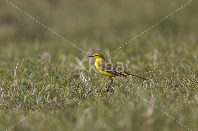 Engelse Kwikstaart (Motacilla flava flavissima)