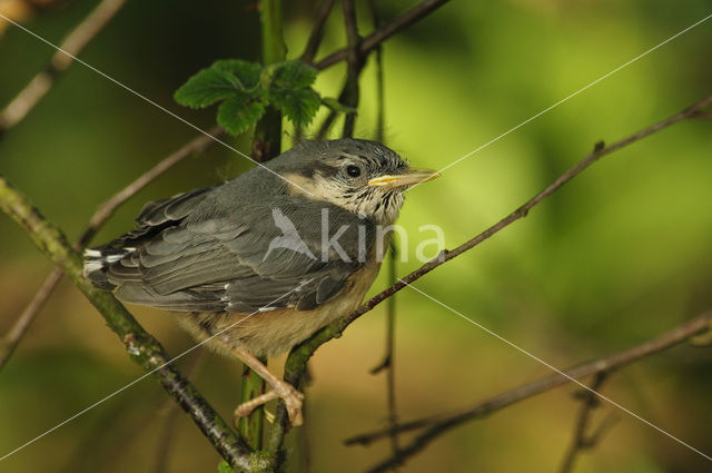 Europese Boomklever (Sitta europaea)