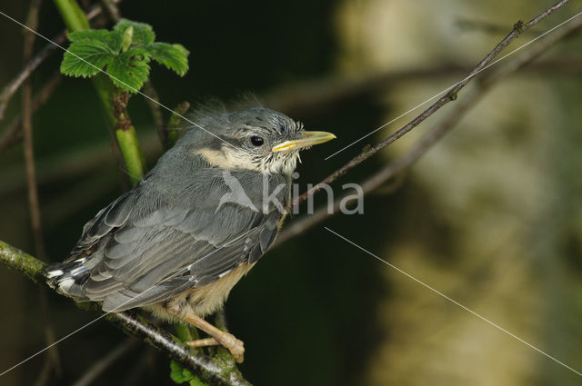 Europese Boomklever (Sitta europaea)