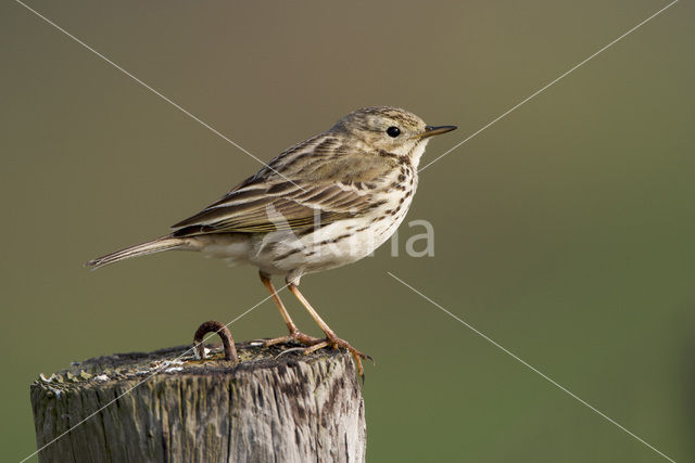 Graspieper (Anthus pratensis)