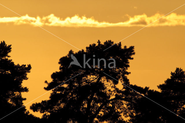 Grove den (Pinus sylvestris)