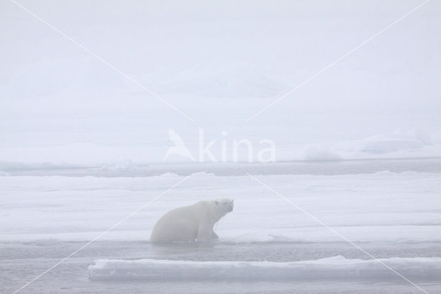 IJsbeer (Ursus maritimus)