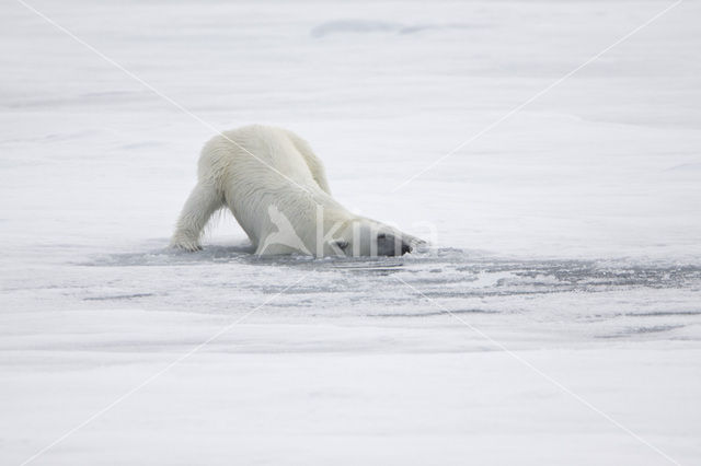 IJsbeer (Ursus maritimus)