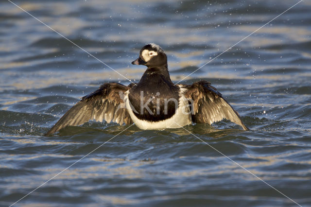 IJseend (Clangula hyemalis)