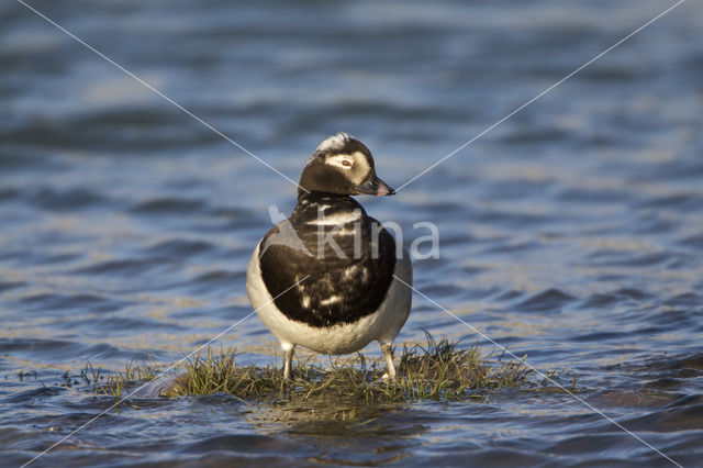 IJseend (Clangula hyemalis)